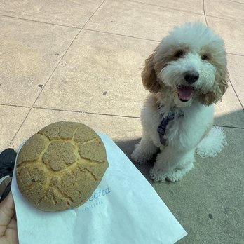 Florecita Panadería - Cafe concha and Bex the golden doodle! - Bakeries Near Me - San Francisco, California Florecita Panadería - Cafe concha and Bex the golden doodle! - Bakeries Near Me - San Francisco, California