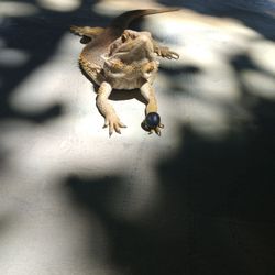 Sunshine loves basking in the sun