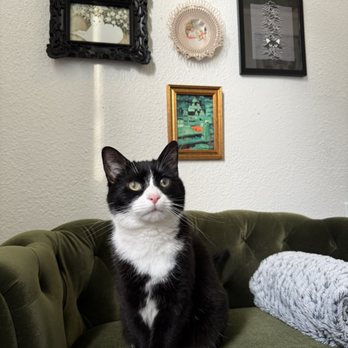 KittyBuddy - I think she should also advertise that she takes the cutest pictures of your cat! - Pet Sitting Near Me - Tacoma, Washington