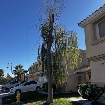 Vegas Landscaping Services - Tree BEFORE trimming with dead branches. - Gardeners Near Me - Las Vegas, Nevada