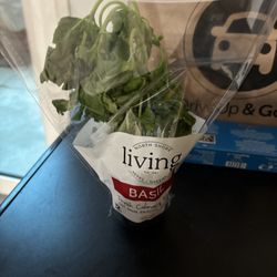 Vons - In my on line order ...My "living basil" Nice job shopper . This is an embarrassment Produce Manager