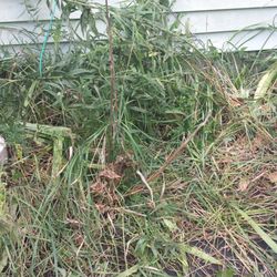Hamende Sewer Cleaning & Repair - Mainline cleanout