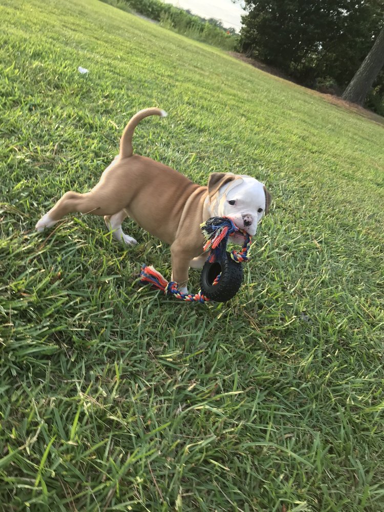 GOLDSBORO VETERINARY HOSPITAL Updated August 2024 21 Photos 2343