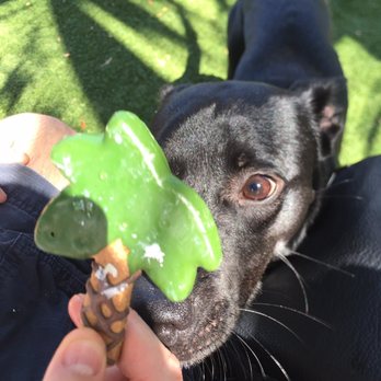 Blanche Park - Happy Birthday Simon! - Dog Parks Near Me - Miami, Florida