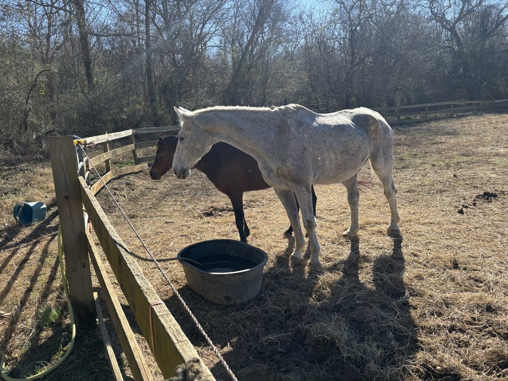 Russell Ridge - equestrian in Fairburn, GA