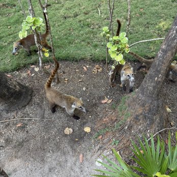 Hotel Riu Tequila - Wild animals are on site which are very domesticated - Hotels Near Me - Playa del Carmen, ROO