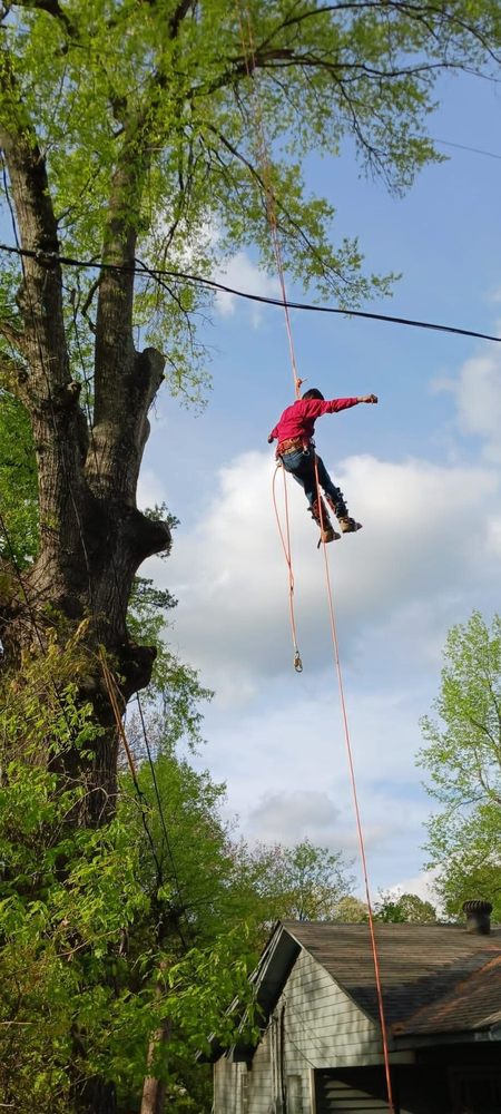 Klahr Tree Service - tree service in Little Rock, AR