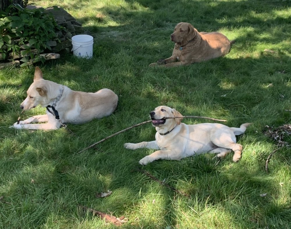 Kenzie’s Play & Stay - pet boarding facility in Bethel Park, PA