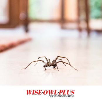 Wise Owl Plus - Pest Control Near Me - Tampa, Florida