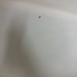 Microtel Inn & Suites by Wyndham Miami - Live roach brown banded roach which indicates infestation