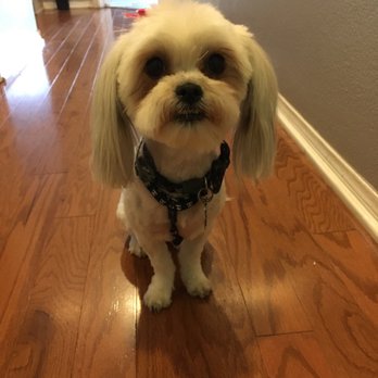 Simply Purrfect - My baby blu! - Pet Groomers Near Me - Las Vegas, Nevada Simply Purrfect - My baby blu! - Pet Groomers Near Me - Las Vegas, Nevada