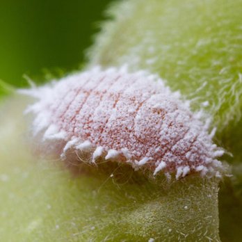 Absolutely The Best Exterminating - Pest Control Near Me - Euclid, Ohio