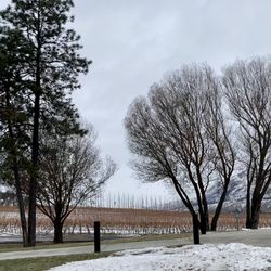 Monte Creek Winery - View of vines in winter