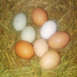 Dave's Natural Garden - We also sell fresh eggs.