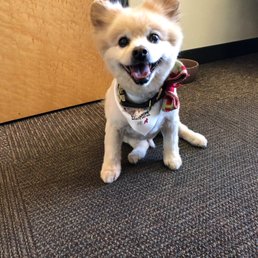 Happy pup, Teddy Bear the Pomeranian after his bath + haircut.