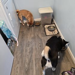 Pawesome Pet Services LLC
