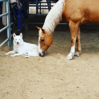 White Wolf Equestrian - Fitness & Instruction Near Me - San Marcos, California White Wolf Equestrian - Fitness & Instruction Near Me - San Marcos, California