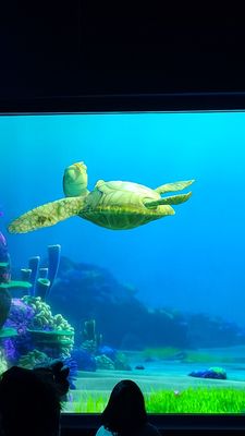 Turtle Talk with Crush by null