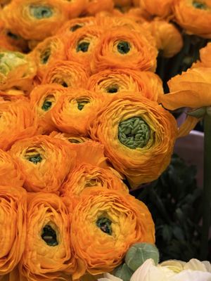 San Francisco Flower Market by null