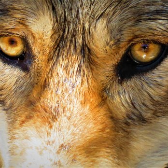 Wolf Mountain Sanctuary - The eyes have soul - Animal Shelters Near Me - Lucerne Valley, California