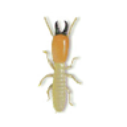 Cameron Termite & Pest Control