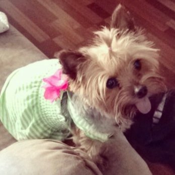 The Pet Set - We will be missing this little girl thanks to the negligence of this facility - Pet Sitting Near Me - Atlanta, Georgia The Pet Set - We will be missing this little girl thanks to the negligence of this facility - Pet Sitting Near Me - Atlanta, Georgia