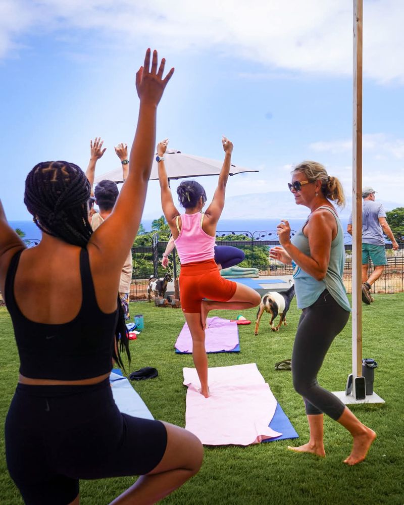 Lahaina Goat Yoga