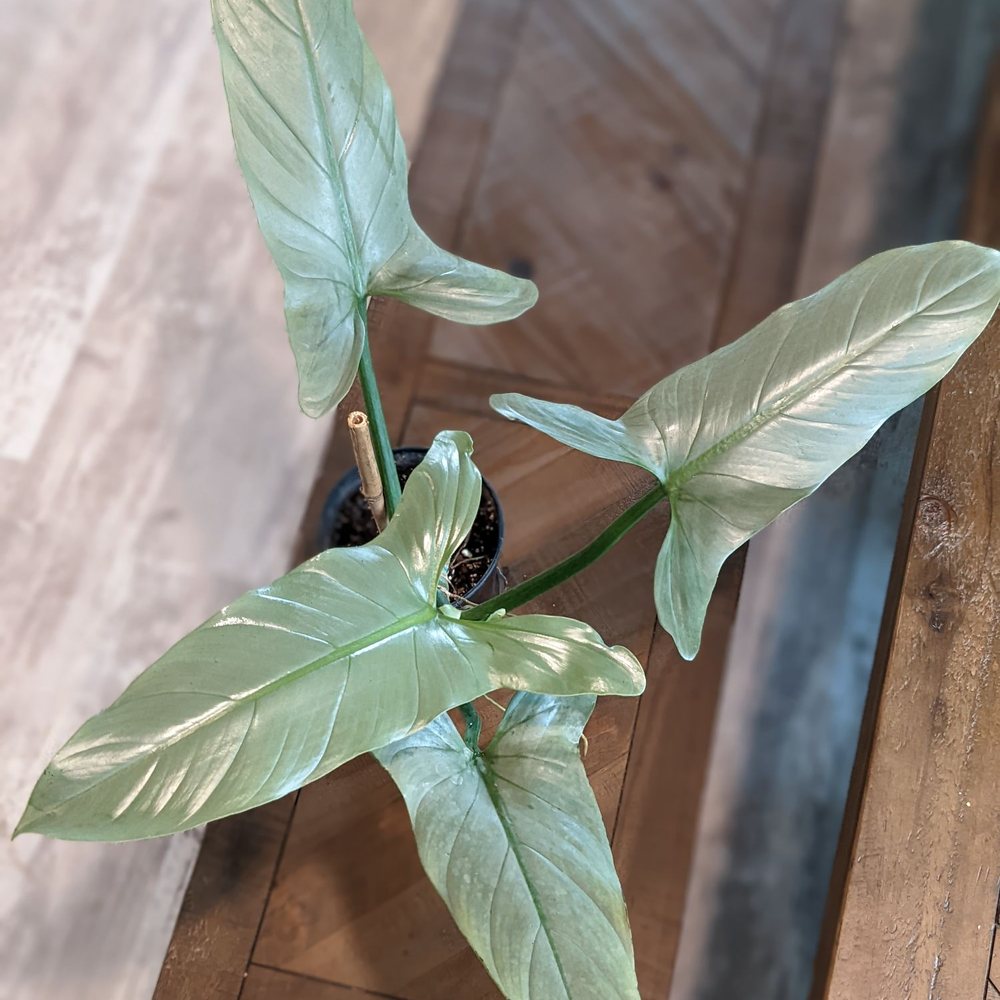 Wild Roots Nursery - Philodendron Hastatum aka Silver Sword - Nurseries & Gardening Near Me - New Braunfels, Texas Wild Roots Nursery - Philodendron Hastatum aka Silver Sword - Nurseries & Gardening Near Me - New Braunfels, Texas
