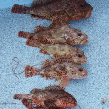 Young's Tackle - Killed it. Ask Young's tackle for the required gear. - Hunting & Fishing Supplies Near Me - Bellflower, California Young's Tackle - Killed it. Ask Young's tackle for the required gear. - Hunting & Fishing Supplies Near Me - Bellflower, California