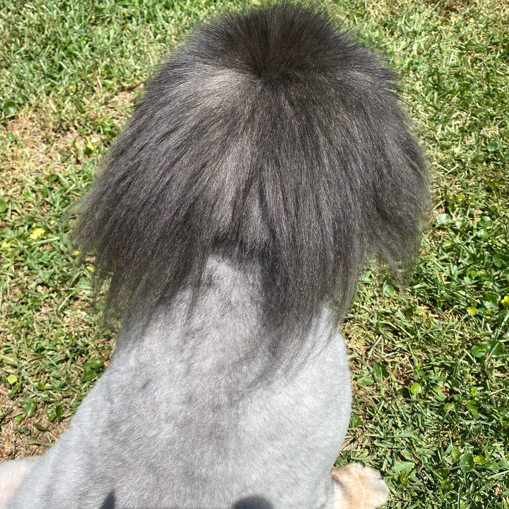 Bark Avenue Pet Resort - Just look how awful! - Pet Groomers Near Me - Jacksonville, Florida Bark Avenue Pet Resort - Just look how awful! - Pet Groomers Near Me - Jacksonville, Florida