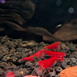 Billy Boi Aquatics - Cherry Shrimps brought back home in my aquarium