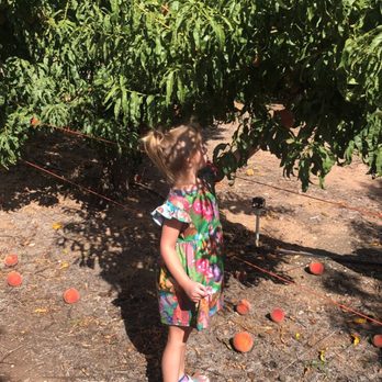 Apple Annie's Orchard - Picking peaches - Farmers Market Near Me - Willcox, Arizona