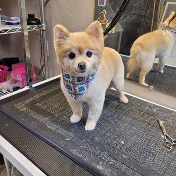 The Dog Shop - Pet Groomers Near Me - springfield, Illinois