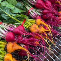 Pixca farm - Beets