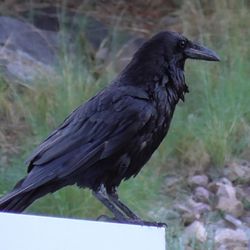 Beatty's Miller Canyon Guest Ranch and Orchard - Crow