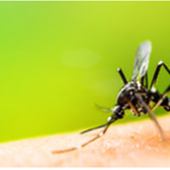 Hughes Exterminators - untitled - Pest Control Near Me - New Port Richey, Florida Hughes Exterminators - untitled - Pest Control Near Me - New Port Richey, Florida