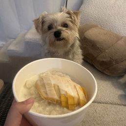 Mango with sweet rice Mango with sweet rice