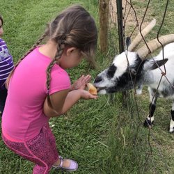 DJ's U-Pick Blueberry Farm - Feeding goats with bread provided by owners!