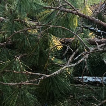 E & D Tree Service - Tree Services Near Me