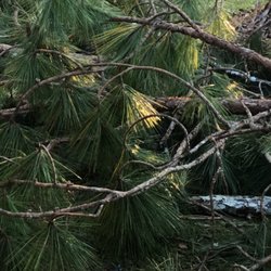 E & D Tree Service