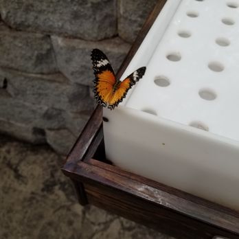 Walgreens - Butterfly house - Drugstores Near Me - Bethalto, Illinois Walgreens - Butterfly house - Drugstores Near Me - Bethalto, Illinois