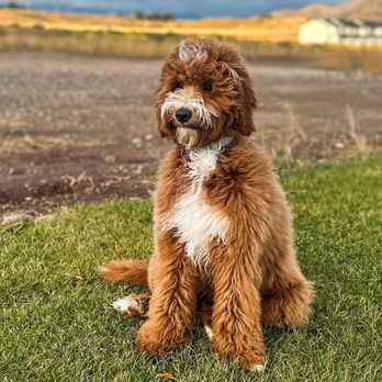 JW Doodles - Pet Breeders Near Me - Springville, Utah JW Doodles - Pet Breeders Near Me - Springville, Utah