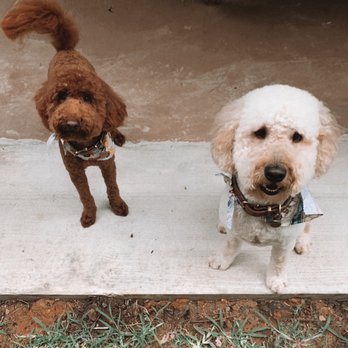 Chixie - Pet Groomers Near Me - Spring, Texas