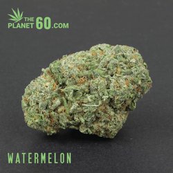The Planet 60 - Watermelon indica cannabis strain