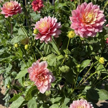 Gamble Garden - Venues & Event Spaces Near Me - Palo Alto, California