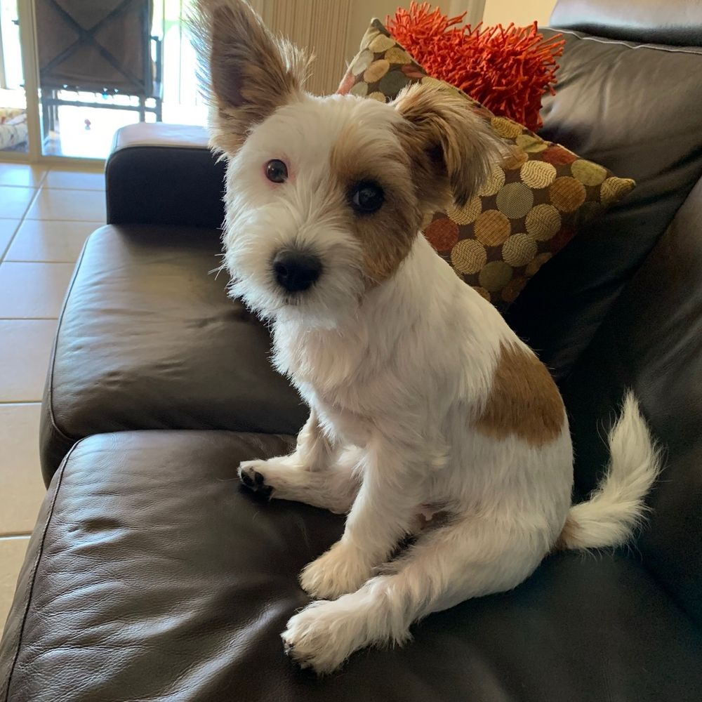 THE BEST 10 PET STORES near NORTH NAPLES, NORTH NAPLES, FL - Updated 2026 -  Hours - Yelp, image size:1000x1000