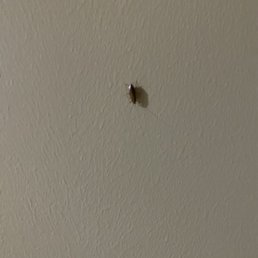 cockroach cockroach