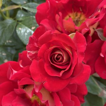 Bricoleur Vineyards - The rose garden has over 30 varietals including this, Ketchup & Mustard! - Wineries Near Me - Windsor, California