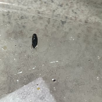 Chick-fil-A - Bug/Insect found inside Cobb Salad - Fast Food Near Me - Burbank, California