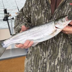 Seagull Charters - Rainbow trout.